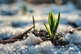 Fototapeta  - Young green sprout emerging from snowy frozen ground announcing end of winter end beginning of spring season