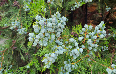 Wall Mural - thuja branches with young fruits