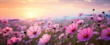 Beautiful And Amazing Of Cosmos Flower Field Landscape In Sunset. Nature Wallpaper Background