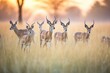 herd of impalas grazing at sunrise, dew shimmering on grass
