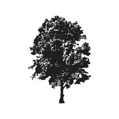 Oak tree silhouette drawing