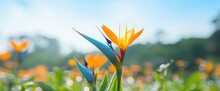 The Selective Focus Shot Of An Orange Bird Of Paradise Plant In With A Blurred Blue Flower Field Background
