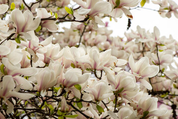 Wall Mural - Beautiful pink magnolia flowers close up. Jentle magnolia flower against sunset light. Romantic creative toned floral background.