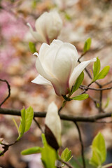 Wall Mural - Beautiful pink magnolia flowers close up. Jentle magnolia flower against sunset light. Romantic creative toned floral background.