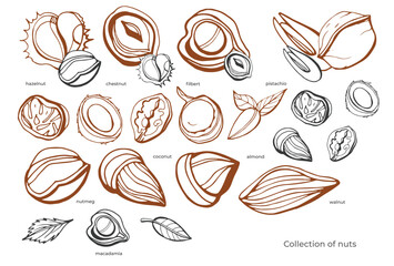 Wall Mural - Isolated vector set of nuts. Nuts and seeds collection. Hand drawn objects. Peanuts, cashews, walnuts, hazelnuts, cocoa, almonds, chestnut, pine nut, nutmeg, peanut, macadamia, coconut, pistachios.