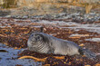 Southern Elephant Seal pup (Mirounga leonina) on a sandy beach on Sealion Island in the Falkland Islands.