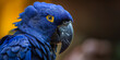Wunderschöner Papagei Kopf in blau als Nahaufnahme Portrait im Querformat für Banner, ai generativ
