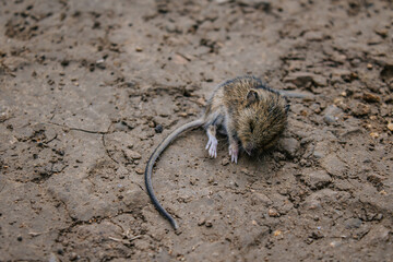 Rodent of the genus field mice. Little wood harvest mouse sleeps on the ground in wildlife