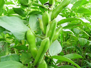 Bean plants in natural conditions, flowering and fruit ripening, growing beans