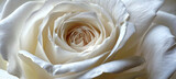 Fototapeta Storczyk - Close up macro shot of a White rose flower petals. for background or wallpaper.