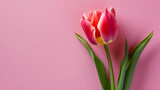 Fototapeta Tulipany - Pink Tulip on pink background. Mothers day, Valentines Day, Birthday, Copy space. Top view.