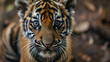 extreme closeup of a tiger cub looking into the camera