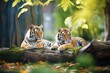 two tigers resting in a shady glen