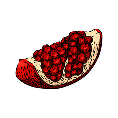 Sticker - cut pomegranate hand drawn. seed food, juice table, slice leaf cut pomegranate vector sketch. isolated color illustration