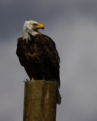 Canvas Print - bald eagle perched in beautiful light, seen in the wild in  Montana