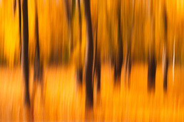 Aufkleber - Autumn abstract blurred forest nature. Vivid morning in colorful forest with sun rays through branches of trees. Scenery of nature with sunlight