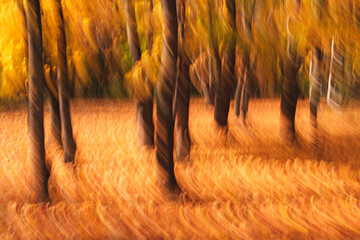 Aufkleber - Autumn abstract blurred forest nature. Vivid morning in colorful forest with sun rays through branches of trees. Scenery of nature with sunlight