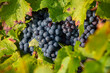 Cèpe de vigne et raisin noir en grappe dans un vignoble à l'automne.