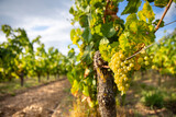 Fototapeta Do pokoju - Grappe de raisin blanc type Chardonnay dans les vignes au soleil.