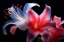  A Red, White And Blue Flower In A Vase On A Black Background With A Red And White Flower Sticking Out Of It's Center, And A Red And White Flower In The Middle Of It's Center.