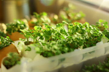 micro-greenery on the windowsill. Healthy eating. green fresh radish. Home gettable garden