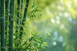 Bambus Pflanze Zen Meditation