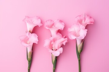  three pink flowers are arranged in a row on a pink background with copy - space in the middle of the photo to the right of the center of the image.