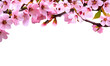  Pink spring cherry blossom flowers  isolated ona transparent background, flower branches frame with copy space in the middle, Floral border, PNG.
