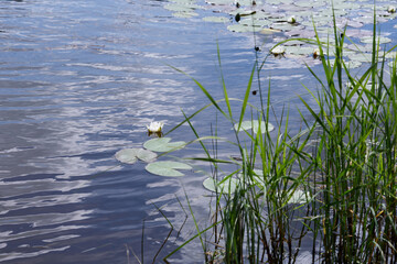 Poster - The surface of the lake.