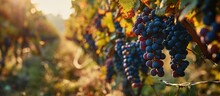 Swiftly Harvesting Grapes. Blurry Image