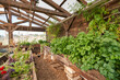 A variety of herbs, vegetables, and plants growing inside a greenhouse