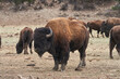 A large male bison stands in the middle of its herd. The bison has two large horns.