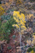 A tree grows on the side of a steep mountain face. It is autumn, and the leaves of the tree are yellow