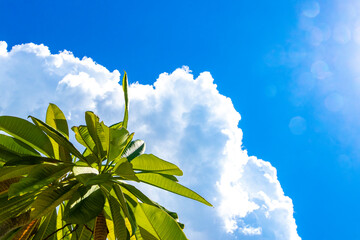 Wall Mural - Blue Sky with clouds sun sunshine and trees in Mexico.