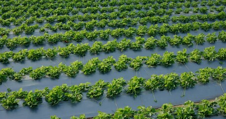 Wall Mural - Organic Strawberry field in the farm