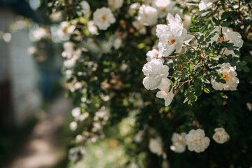 The image is a close-up of white flowers, possibly from an evergreen rose plant 4831.