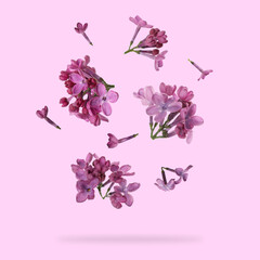 Wall Mural - Aromatic lilac flowers falling on pink background