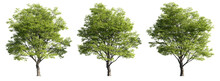 Celtis Sinensis Trees, Realistic 3D Rendering, For Illustration, Digital Composition & Architecture Visualization