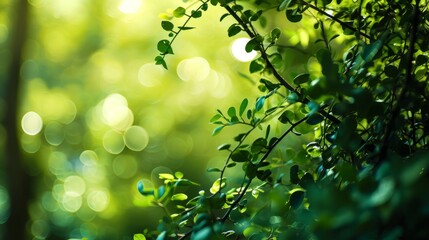 Wall Mural - green summer spring shiny nature lights. forest plant and branches isolated wallpaper background for