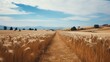 pathway through a golden wheat field