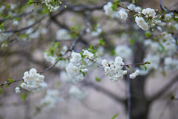 Wall Mural - Beautiful white apple tree in full bloom