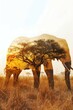 elephant  in double exposure merge its