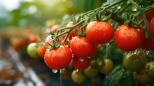 Close-up Of Ripe Tomatoes On The Vine With Water Drops