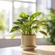 A potted houseplant sits on a table in front of a window.