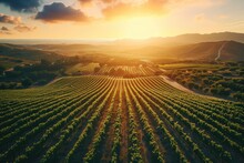 Aerial View Of A Sprawling Vineyard At Sunset