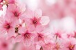 © Bijac - Soft pink cherry blossoms in spring
