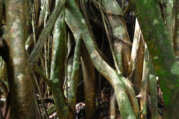 Wall Mural - Ficus benjamina in Borneo Forest