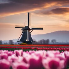 A Traditional Dutch Windmill Standing Amidst Tulip Fields2