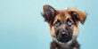 Adorable german shepherd puppy with curious questioning face isolated on light blue background with copy space.