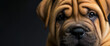 Pet Dog,  Shar Pei Portraits. Puppy Love and Close-Ups of Wrinkled Perfection, from Nose to Soulful Eyes.